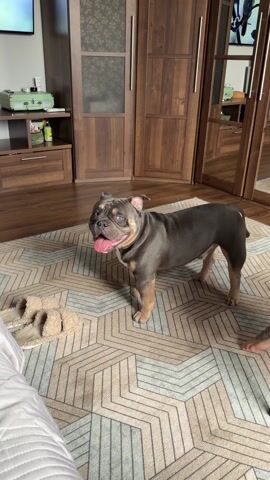 The video shows a gray bulldog standing on a patterned rug in a room. The dog runs to the right, and the camera pans to follow it. The room has wooden furniture, including a large wardrobe and a TV stand. A TV is mounted on the wall, displaying an image of a bird, then another dog. A bed with a white comforter is visible in the foreground.