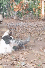 Backyard poultry life in a rural Indonesian yard