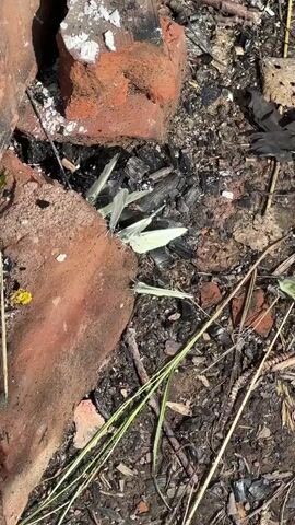 The video shows a close-up, high-angle view of several white butterflies resting on a pile of burnt wood and brick fragments. The ground is covered in dark ash, charred wood, and some dry grass and leaves. One large piece of broken red brick is prominently visible on the left side of the frame. The butterflies are clustered together, with some wings spread open and others folded. The lighting suggests it is daytime, with sunlight casting shadows on the ground. No people or other animals are visible.