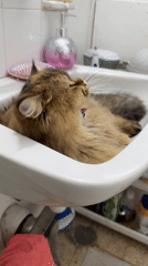 Cat takes afternoon grooming break in Petah Tikva bathroom sink