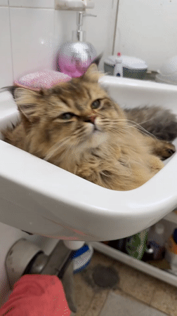 Cat takes afternoon grooming break in Petah Tikva bathroom sink