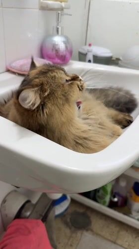 Cat takes afternoon grooming break in Petah Tikva bathroom sink