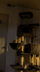 Cat sleeps in hammock of tall cat tree in Jiutepec