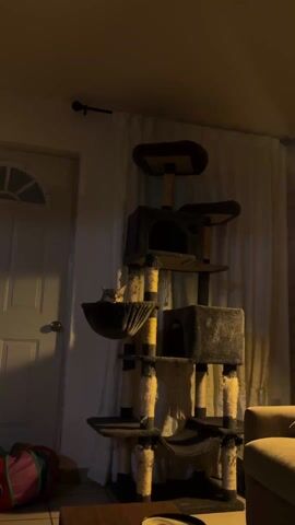 The camera zooms in on a cat sleeping in a cat tree. The cat tree is tall and has multiple levels, including platforms, tunnels, and scratching posts. The cat is nestled in a fabric hammock. The room is dimly lit, and a door and a portion of a sofa are visible in the background.
