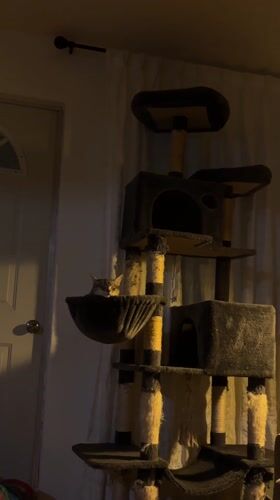 Cat sleeps in hammock of tall cat tree in Jiutepec