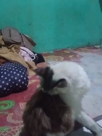 The video shows a cat on a patterned bed. The cat is lying down and grooming itself. There are some clothes, including a blue polka-dot item and a brown bag, near the cat. The room has a green wall. The camera is positioned above the cat, looking down.