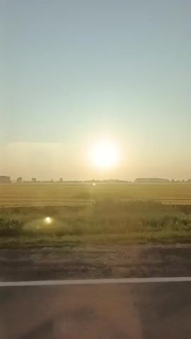 A video captured from a moving vehicle shows a wide, sunlit field of wheat or barley stretching towards a distant treeline under a clear, pale blue sky. The sun is visible as a bright, radiant orb in the sky, casting a warm glow over the landscape. The foreground of the video shows a portion of a paved road, suggesting the footage is being recorded while traveling. The wheat field appears golden and ripe, with green grass lining its edges. The treeline in the distance is dense and dark, creating a sharp contrast with the bright sky. The overall impression is one of a peaceful and serene rural landscape, possibly captured during sunrise or sunset due to the quality of light.