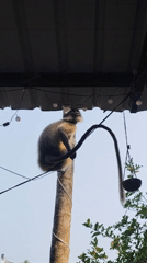 Person feeds wild langur monkeys at Querim residence