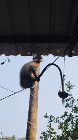 Person feeds wild langur monkeys at Querim residence