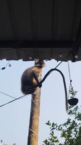 Person feeds wild langur monkeys at Querim residence
