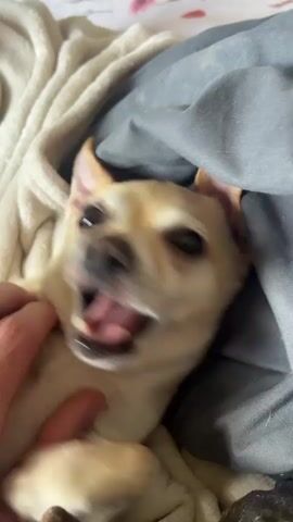The video shows a close-up of a small tan dog lying on a bed with a person's hand interacting with it. The dog is mostly obscured by blankets, with only its head and chest visible. The dog's ears are perked up, and its mouth is open, with its teeth visible as it nips gently at a finger. The person's hand is stroking and petting the dog. The background consists of soft blankets and bedding. The lighting is dim.