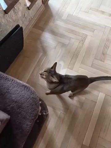 A close-up indoor shot shows a brown Abyssinian cat on a wooden floor, with a textured brown couch and a black radiator nearby. The cat jumps onto the couch, then to the wooden banister of a staircase. The camera moves closer, revealing the cat's face with piercing yellow eyes.