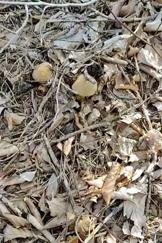 A close-up, top-down view shows a person's hand, with manicured fingernails, reaching into a forest floor covered in dry leaves, twigs, and pine needles. The hand is gently touching a small, light brown mushroom with a round cap. As the hand moves, it reveals more of the mushroom and its surroundings. The lighting suggests it is daytime, possibly in a shaded area of the forest. The focus is on the interaction between the hand and the mushroom, suggesting the act of foraging or examining the fungi.