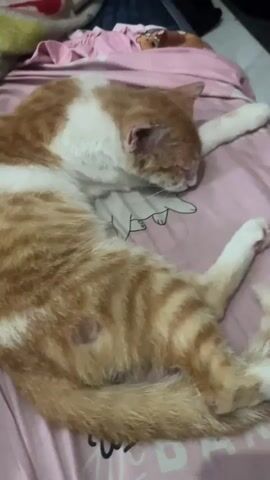 A ginger and white cat is lying on its side on a pink surface that appears to be a bed. The cat is mostly orange with white markings on its chest, paws, and face. The cat's body is stretched out, with its front left paw extended forward. The background shows some blankets and other bedding. The video appears to be filmed at a close-up angle, focusing on the cat.