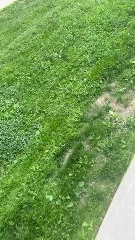 This media file shows a close-up, slightly shaky, overhead view of a patch of green grass. The grass appears to be a lawn, possibly in a park or residential area, given the context of Richmond Hill, Canada. The lighting suggests it is daytime, likely with overcast or diffused sunlight, as there are no harsh shadows.

The grass itself is a vibrant green, though there are areas where it is sparser and the bare earth is visible. Some small, broad-leafed weeds are interspersed with the grass. The texture of the grass is varied, with some blades appearing longer and thicker than others. The overall impression is of an unkempt or natural lawn, rather than a perfectly manicured one.

There are no people or discernible objects in the frame, only the natural landscape of the grass. The activity taking place, if any, is not visible, as the camera is stationary, focusing solely on the ground. The lack of any human presence or activity suggests a quiet, perhaps even deserted, moment. There is no visible text in the media file. The setting is a grassy area in Richmond Hill, Canada, and the overall mood is neutral, focused on the simple, natural elements of the scene.