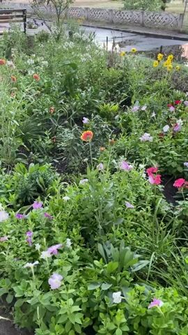 The video shows a flower bed filled with various colorful flowers, including pink petunias, red geraniums, and yellow sunflowers. The flowers are lush and green, indicating they are well-maintained. In the background, there is a gray concrete fence with a patterned design, and beyond that, a street or sidewalk with some puddles of water. The overall scene depicts a vibrant and healthy garden setting. There are no people visible in the video.