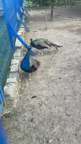 Two peacocks are in an outdoor enclosure. One peacock, closer to the viewer, is a male with iridescent blue and green plumage, standing near a low stone wall and a blue fence. Its head is raised, and it appears to be looking upwards. Behind it, a second peacock, also a male with green and bronze iridescent feathers, is pecking at the ground. Its tail feathers are partly visible, displaying an eye-like pattern. The ground of the enclosure is covered in dirt and gravel. In the background, a few trees and green foliage are visible, along with a taller, thinner tree trunk. The overall environment suggests a park or zoo setting.