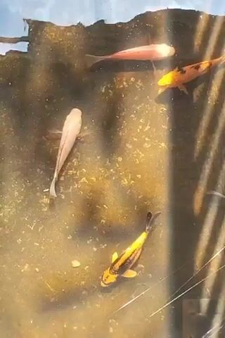 The video shows four koi fish swimming in a murky pond. One fish is pink, one is orange with black spots, and two are yellow with black markings. The bottom of the pond is visible and appears to be covered in algae and debris. The water reflects the sky and nearby trees. The video is shot from above, looking down into the pond.