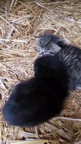 The video shows two very young kittens resting peacefully on a bed of hay. One kitten is a classic tabby with grey and black stripes, and the other is a solid black color. They are snuggled closely together, with the tabby kitten positioned alongside the black kitten. Both kittens appear to be sleeping soundly or are in a state of deep relaxation, as they remain perfectly still throughout the clip. The hay provides a soft and natural bedding, suggesting a rustic indoor environment such as a barn, a shelter, or a cozy nesting area. The light in the scene is ambient, not indicating a specific time of day or external weather. The kittens appear vulnerable, content, and safe in their shared space. There is no visible text. The location context is Mshanets, Ukraine.