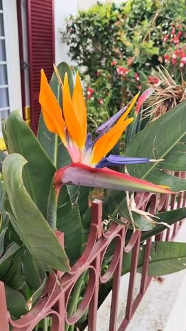 The video shows a close-up of a Bird of Paradise flower (Strelitzia reginae) in bloom. The flower has bright orange petals and blue or purple structures emerging from the center. The stem appears to have shades of red, green, and pink. The plant's large green leaves surround the flower. The flower is positioned near a brown, metal fence. Behind the fence, there is a white building with a window and red shutters. Other greenery and flowers are visible in the background.