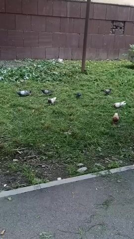 A group of pigeons are scattered across a patch of grass in front of a brick wall. The pigeons are various shades of gray and white, and some are pecking at the ground. The grass appears to have been recently mowed, with some clippings visible. A sidewalk runs along the bottom of the frame, and a pole stands in the middle of the grassy area.