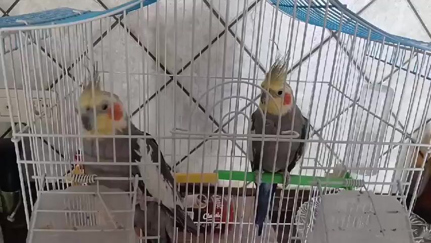 The media file shows two cockatiels in a white cage with a blue top. The cockatiels are gray with yellow crests and orange cheek patches. The cage is set up on a counter, with a tiled wall and a power outlet visible in the background. There are also some bottles and jars on the counter next to the cage. The lighting suggests it is daytime, and the scene appears to be indoors, likely in a home environment. A finger briefly enters the frame from the bottom of the screen, appearing to interact with the birds or the cage. The birds seem calm and are perched on their swings. One cockatiel is facing left, while the other is facing right. The overall mood is peaceful and domestic. No visible text is discernable.
