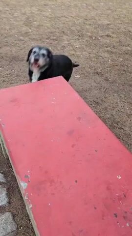 A black dog with a grey muzzle is standing on a red, rectangular surface. The dog is panting and its tail is wagging. The surface appears to be a bench. The ground around the bench is dirt and grass. There is a paved walkway and other trees in the background.