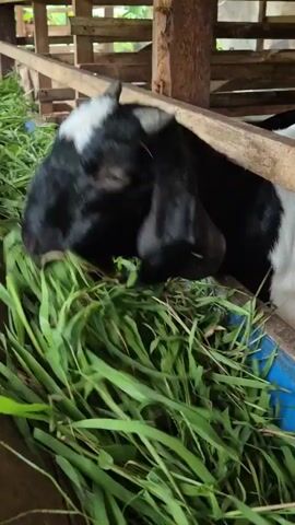 A black and white goat with long ears is eating grass from a wooden feeder in an enclosure. The goat is facing left and its head is lowered as it chews. Other goats are visible in the background. The enclosure appears to be made of wood and there is greenery visible outside.
