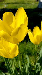 Spring garden moments documented in Bulgarian village