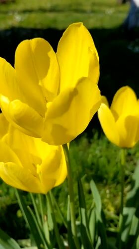 Spring garden moments documented in Bulgarian village