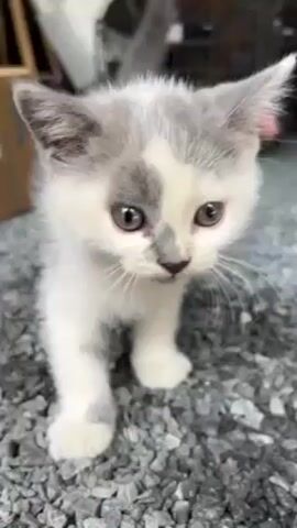 A short video shows a kitten standing on a ground covered in gray pebbles. The kitten is predominantly white with gray patches on its head and paws. It has an orange collar with a small blue bell attached. A short orange leash is also connected to the collar. The kitten licks its nose and meows. In the background, a cardboard box, a wire crate, and a fan are visible.