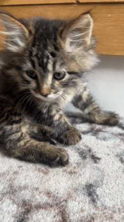 Tabby cat rests on cushions in Marrakesh home