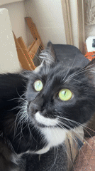Cats photographed in residential setting in Varna, Bulgaria