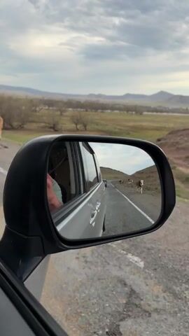 A view from inside a silver SUV captures a rural road scene, looking out the passenger side window and into the side mirror. A person's arm, wearing a light green sleeve, is visible in the reflection of the side mirror. Outside the car and in the mirror's reflection, a herd of cows, mostly brown and white, is seen walking past the vehicle and further down the asphalt road. The car appears to be stopped or moving very slowly to accommodate the cattle. In the distance, through the side mirror, another car is visible on the road. The surrounding landscape consists of green plains, scattered trees, and distant mountains under a cloudy, overcast sky, characteristic of a rural area like Imek, Russia. The time of day appears to be late afternoon or early evening.