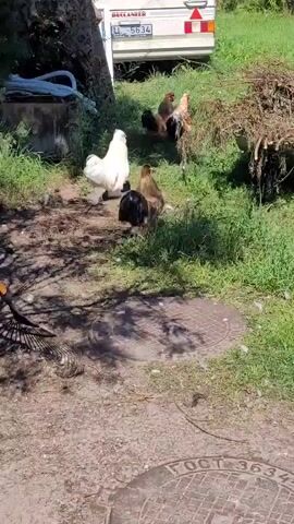 A group of chickens are foraging in a grassy area with a gravel path in the foreground. In the background, a white recreational vehicle or camper with a license plate reading U L 5634 is parked. To the right of the camper, a large pile of dried brush or branches is visible. Several chickens are in motion, pecking at the ground, while others stand relatively still. One chicken, a large white hen, is walking away from the camera. Another chicken, a rooster with black and gold plumage, is facing away from the camera. Several other chickens, including at least one more rooster with multicolored feathers, are scattered among them. The overall environment appears to be an outdoor, possibly rural or semi-rural setting, with sunlight casting shadows on the ground. There are circular metal grates visible on the ground in the foreground. The video appears to be a recording of ordinary animal behavior in a yard.