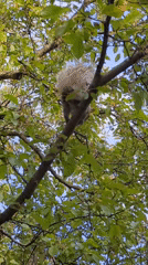 Montreal treetops in summer: squirrels, blooms, and maple seeds