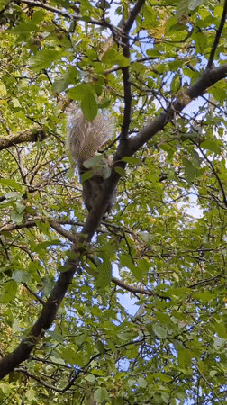 Montreal treetops in summer: squirrels, blooms, and maple seeds