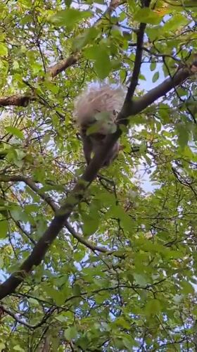 Montreal treetops in summer: squirrels, blooms, and maple seeds