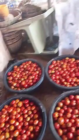 The video shows a market scene with an abundance of red tomatoes in black buckets. In the foreground, there are several buckets filled with tomatoes. In the background, there are more buckets and woven baskets stacked up. There are several people in the video, some blurred and some partially visible. The environment appears to be an outdoor or semi-outdoor market with a dirt floor.