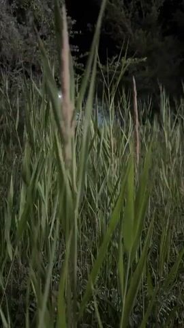 This is a low-angle, handheld video capturing a dense field of tall, green grass and reeds at night. The camera moves slightly, creating a gentle swaying effect that mimics the movement of the grass in a breeze. The lighting is dim, suggesting it is nighttime, possibly illuminated by distant artificial lights that cast a faint glow. The background is obscured by darkness and the foliage, with hints of trees and perhaps a structure or sky visible at the very top of the frame. The overall mood is tranquil and somewhat mysterious, with the rustling of the grass creating a subtle, natural soundscape. There is no visible text within the video. The setting is likely a natural area, possibly near water given the presence of reeds, in Baikonur, Kazakhstan.