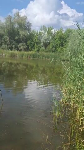 A static video captures a tranquil natural scene with a body of water in the foreground and lush green trees in the background. The water is calm with ripples on the surface, reflecting the sky and surrounding foliage. The edge of the water is lined with tall green reeds. A thin, vertical stick protrudes from the water near the left side of the frame. The sky above is partly cloudy with white, fluffy clouds against a blue backdrop. The overall impression is one of peace and natural beauty.