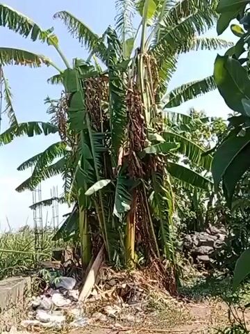 The video shows a close-up view of trees with green leaves. The camera pans across the foliage, revealing multiple branches and leaves. Some of the leaves appear slightly wilted or dried. In the background, a tall banana plant with large green leaves is visible. There are also some debris on the ground near the base of the banana plant. The sky is clear and blue.