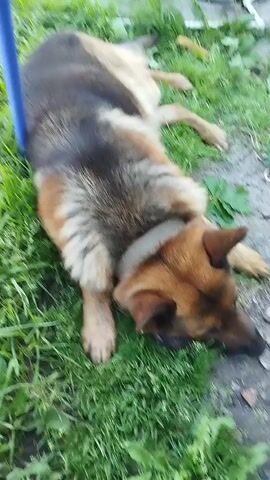 A German Shepherd dog lies on its side in the grass, partially supported by a blue pole. The dog is wearing a tan collar. The ground around the dog is covered in green grass and some dirt. In the background, out-of-focus objects are visible, including what appears to be a white bucket. The lighting suggests it is daytime.
