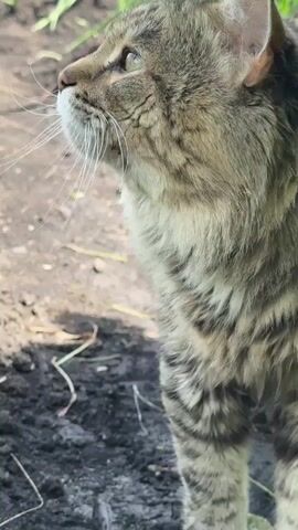 A close-up video shows a tabby cat standing in what appears to be dirt and grass. The cat's fur is striped brown and gray. Its whiskers are long and white. The cat looks to the left of the frame and then turns its head to look directly at the camera. A green leaf partially obscures the cat's face in the final frames. The background is blurred, with hints of green foliage. The lighting suggests it is daytime.