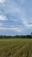 Rural Indonesian villages documented during post-harvest morning activities