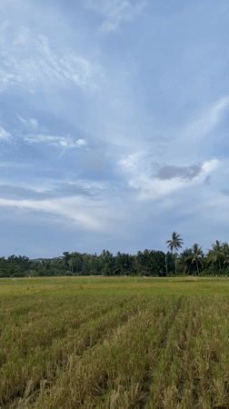 Rural Indonesian villages documented during post-harvest morning activities