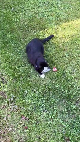 A black and white cat is playing with a pink and white toy on a grassy lawn. The cat is lying on its stomach, with its front paws extended towards the toy. The toy appears to be a small, stuffed animal with a striped pattern. The cat's tail is curled over its back. The scene is lit by sunlight, suggesting it is daytime. The grass is green and appears to be well-maintained, with some scattered clover and other small plants. There are no people visible in the frame. The overall impression is one of a domestic pet enjoying playtime outdoors. The location of Härryda, Sweden, implies this could be a summer day, given the green foliage and outdoor activity.