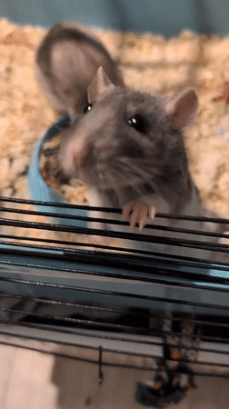 Saint Petersburg home filled with rats, isopods, and aquarium life