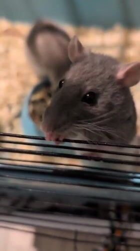 Saint Petersburg home filled with rats, isopods, and aquarium life