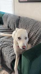 Heterochromia-eyed dog lounging around a Tacoma home